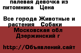 палевая девочка из питомника › Цена ­ 40 000 - Все города Животные и растения » Собаки   . Московская обл.,Дзержинский г.